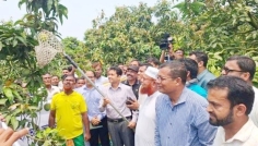 রংপুরে ঐতিহ্যবাহী জিআই পণ্য হাঁড়িভাঙ্গা আমের উদ্বোধন