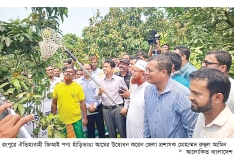 রংপুরে হাঁড়িভাঙা আমের বাজারজাত শুরু  
