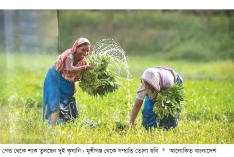 কৃষিতে বাজেট বাড়ালেও  কমছে উৎপাদনশীলতা  
