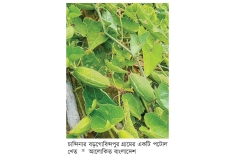 চান্দিনায় পটোলের বাম্পার ফলনে কৃষক দম্পতির নতুন স্বপ্ন  