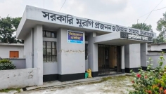 সিরাজগঞ্জ সরকারি খামারে বেশি উৎপাদন, উপকৃত প্রান্তিক খামারিরা