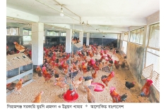 সরকারি মুরগি প্রজনন ও উন্নয়ন খামারে ফিরছে সচ্ছলতা  