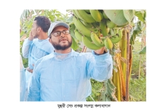 সোনাগাজীতে চাষ হচ্ছে অমৃত সাগর কলা  