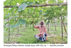 বীরগঞ্জে গ্রীষ্মকালীন লাউ চাষে লাভবান কৃষক  