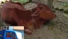 সিরাজগঞ্জে চুরি যাওয়া ৩টি গরু উদ্ধার, প্রশংসিত পুলিশ