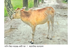 গরুর খুরা ও লাম্পি স্কিন দিশাহারা কৃষক-খামারি  