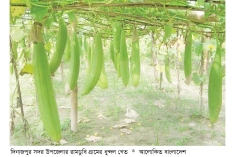 দিনাজপুরে গ্রীষ্মকালীন ধুন্দল চাষে লাভবান কৃষক  