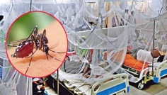 ২৪ ঘণ্টায় ডেঙ্গুতে একজনের মৃত্যু, হাসপাতালে ১৩৯