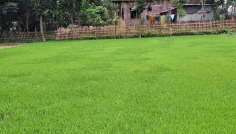 দিনাজপুরে ২.৬০ লাখ হেক্টর জমিতে আমন চাষের লক্ষ্যমাত্রা