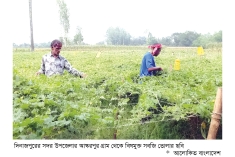 নিরাপদ সবজিতে স্বপ্ন বুনছেন দিনাজপুরের কৃষক  