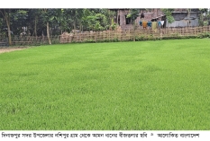 দিনাজপুরে ২ লাখ ৬০ হাজার ৮৬৮ হেক্টর জমিতে আমন চাষের লক্ষ্য নির্ধারণ  