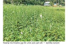 বাজার ভালো থাকায় এবার তিল চাষে কৃষকরা খুশি  