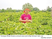 বীরগঞ্জে পটোল চাষে লাভবান কৃষক  