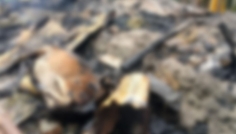 পটুয়াখালীতে অগ্নিকাণ্ডে ৩ গরুর মৃত্যু, বাচাতে গিয়ে যুবক দগ্ধ