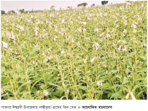 তিল চাষে সুদিন ফিরছে কৃষকের  