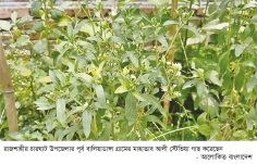 চারঘাটে সাড়া ফেলেছে ‘স্টেভিয়া’ গাছের চাষ 