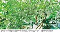 চান্দিনায় মাল্টা চাষ আশা জাগাচ্ছে  