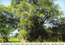 কালের সাক্ষী ৫০০ বছরের পুরোনো শিমুল গাছ 