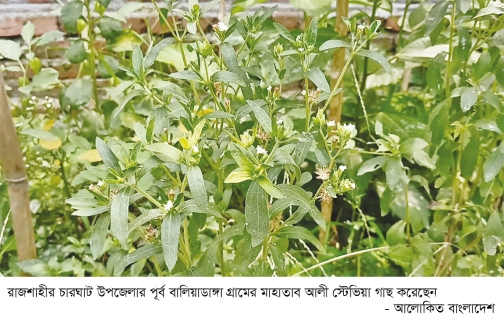 চারঘাটে সাড়া ফেলেছে ‘স্টেভিয়া’ গাছের চাষ 