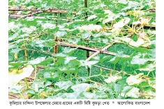 চান্দিনায় মিষ্টি কুমড়া চাষে লাভবান কৃষক  