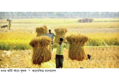 কৃষিতে নীরব বিপ্লব ঘটাচ্ছে ‘কৃষি তথ্য সার্ভিস’  