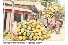 স্থানীয় চাহিদা মিটিয়ে কাপাসিয়ার কাঁঠাল যায় দেশের বাইরে  