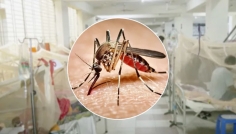 ডেঙ্গুতে ২৪ ঘণ্টায় ৫ জনের মৃত্যু, হাসপাতালে ১২৪