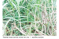 সিরাজগঞ্জে আখের ফলনে কৃষক খুশি  