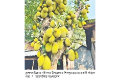 নবীনগরে কাঁঠালের ফলন ভালো, দামও কম  