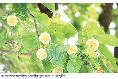 বর্ষা ও কদম  