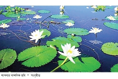 বাংলার শাপলা  