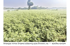 খানসামায় চীনাবাদাম চাষে বিপ্লব  
