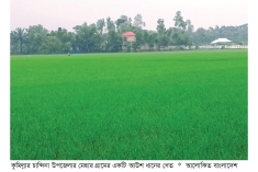 চান্দিনায় আউশ ধানে স্বপ্ন বুনছেন কৃষক  