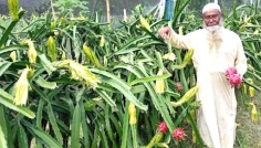 সিরাজগঞ্জে ড্রাগন ফলে বাম্পার ফলন, কৃষকের মুখে হাসি