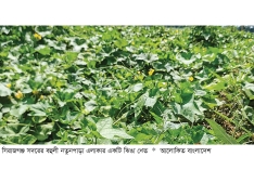 গ্রীষ্মকালীন ঝিঙা চাষে লাভবান কৃষক  