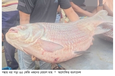 পদ্মার এক কাতল ৭৩ হাজার ৫০০ টাকায় বিক্রি  