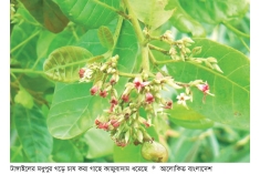 মধুপুরে কাজুবাদামের বাণিজ্যিক চাষ, কৃষিতে নতুন সম্ভাবনা  