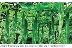 দৌলতপুরে চিচিঙ্গা চাষে সাফল্য, ২ লাখ টাকা লাভের আশা করছেন কৃষক  