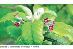 হারিয়ে যাওয়া উদ্ভিদ ফেরাতে করণীয়  