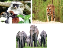 বিলুপ্ত হওয়া প্রাণীদের কথা  