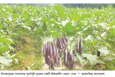 গ্রীষ্মকালীন বেগুন চাষে হাসি ফুটেছে কৃষকের  