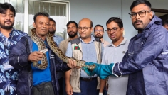 উখিয়ায় ১৬ ঘণ্টার ব্যবধানে উদ্ধার হলো দুই বার্মিজ অজগর