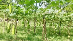 সিরাজগঞ্জে লাউসহ সবজি চাষে বাম্পার ফলন, সন্তুষ্ট কৃষক