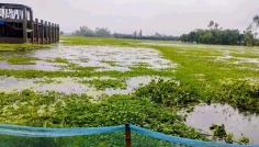 টানা বর্ষণে পীরগঞ্জের ৭ গ্রাম প্লাবিত, ত্রাণ ও স্থায়ী সমাধানের দাবি