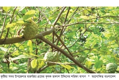 বাণিজ্যিকভাবে শরিফা চাষে লাভবান কৃষক  
