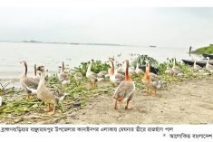 বাঞ্ছারামপুরে রাজহাঁস পালনে বাড়তি আয়  