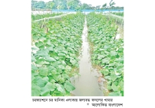 ভারী বর্ষণে চরফ্যাশনের নিম্নাঞ্চল প্লাবিত  