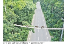 বন্যপ্রাণীর চলাচল নিরাপত্তায় মধুপুর বনে পাঁচ রোপওয়ে করিডোর  