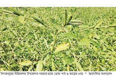 দিনাজপুরে পাটের নতুন বীজে প্রতিবছর সাশ্রয় ১০০ কোটি টাকা  