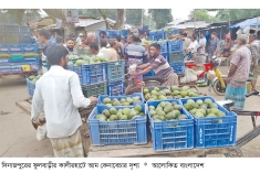 কালীরহাটে প্রতিদিন দেড় কোটি টাকার আম কেনাবেচা  